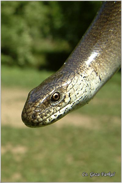 74_slow_worm.jpg - Slow-worm,  Anguis fragilis