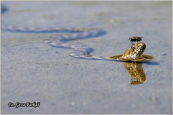 80_dice_snake.jpg - Dice Snake,  Natrix tessellata, Ribarica, Mesto - Location Novi Sad, Serbia