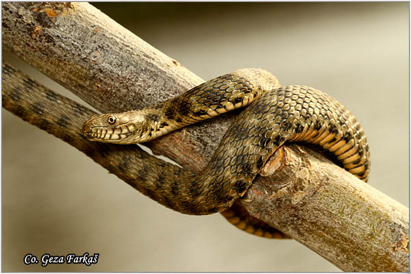 81_dice_snake.jpg - Dice Snake,  Natrix tessellata, Ribarica, Mesto - Location Novi Sad, Serbia