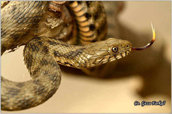 82_dice_snake.jpg - Dice Snake,  Natrix tessellata, Ribarica, Mesto - Location Novi Sad, Serbia