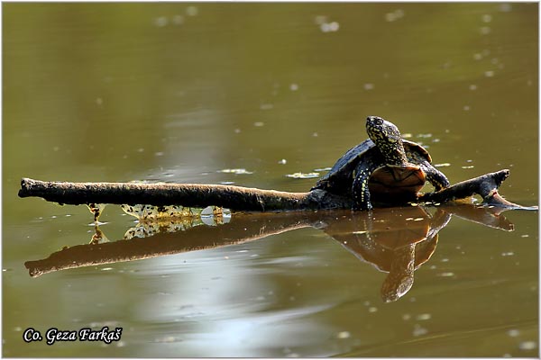 90_european_pond_turtle.jpg - European Pond Turtle,  Emys orbicularis