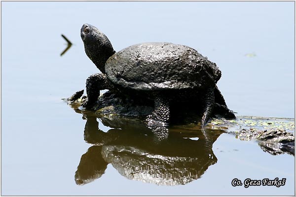 93_european_pond_turtle.jpg - European Pond Turtle,  Emys orbicularis