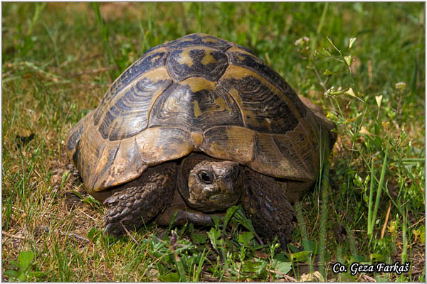 96_hermanns_tortoise.jpg - Hermann's tortoise, Testudo hermanni, umska kornjaca, Mesto - Location: Gornji Milanovac, Serbia