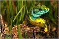 02_european_green_lizard