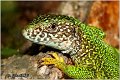 05_european_green_lizard