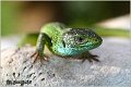 07_european_green_lizard