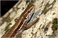 24_wall_lizard