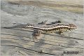 32_sand_lizard