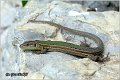 50_dalmatian_wall_lizard