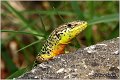 51_dalmatian_wall_lizard