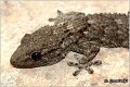 60_moorish_gecko