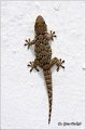 61_moorish_gecko