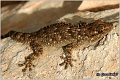 62_moorish_gecko