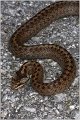 77_smooth_snake