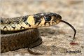 86_grass_snake