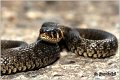 88_grass_snake