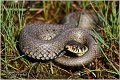 89_grass_snake