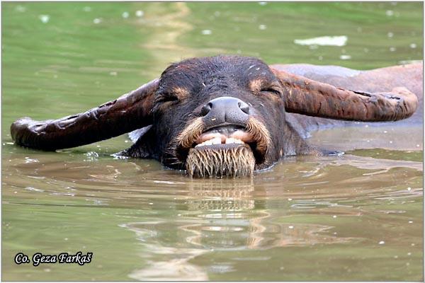 01_water_buffalo.jpg - Water Buffalo, Bubalus bubalis, Location Tailand