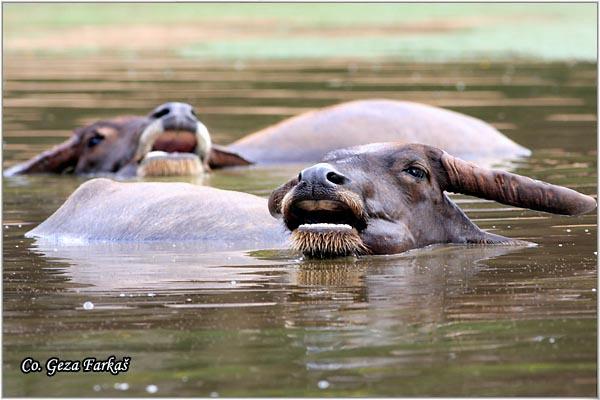 02_water_buffalo.jpg - Water Buffalo, Bubalus bubalis: Tailand