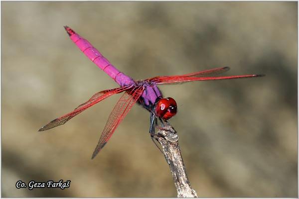 06_trithemis_aurora.jpg - Trithemis aurora male, Location: Tailand, Koh Phangan