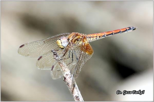 07_trithemis_aurora.jpg - Trithemis aurora female, Location: Tailand, Koh Phangan