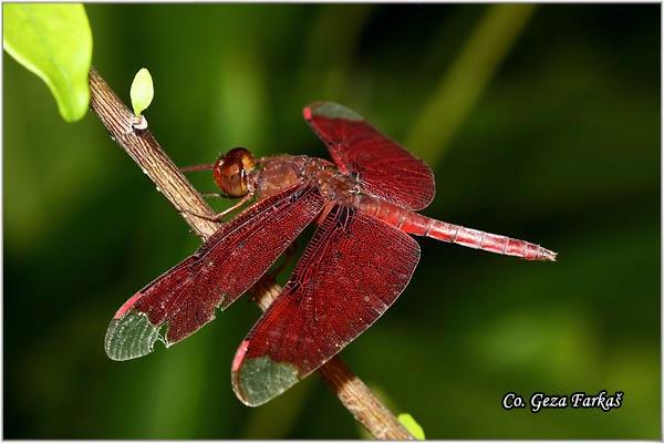 08_neurothemis_fluctuans.jpg - Neurothemis fluctuans, Location: Tailand, Koh Phangan