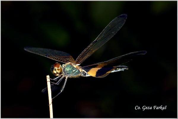 09_rhyothemis_phyllis.jpg - Neurothemis fluctuans, Location: Tailand, Koh Phangan