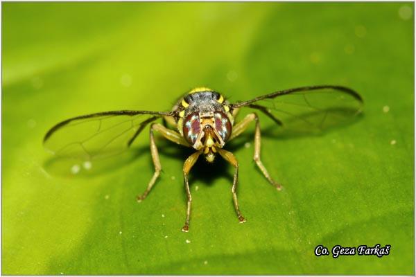 11_diptera.jpg - Order diptera, Location: Tailand, Koh Phangan