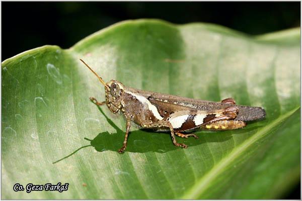 14_grasshopper.jpg - Grasshopper, Order Orthoptera, Location: Tailand, Koh Phangan