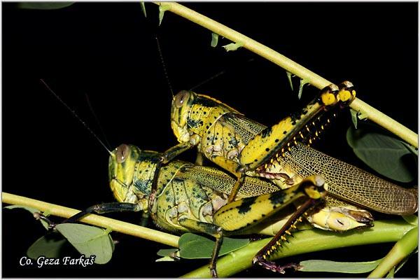 15_grasshopper.jpg - Grasshopper, Order Orthoptera, Location: Tailand, Koh Phangan
