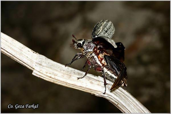 16_scarabaeidae.jpg - Family Scarabaeidae, Location: Tailand, Koh Phangan