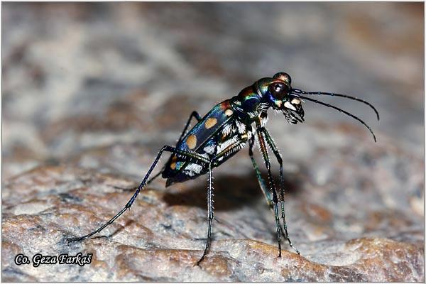 17_tiger_beetle.jpg - Tiger beetle, Family Carabidae : Tailand, Koh Phangan