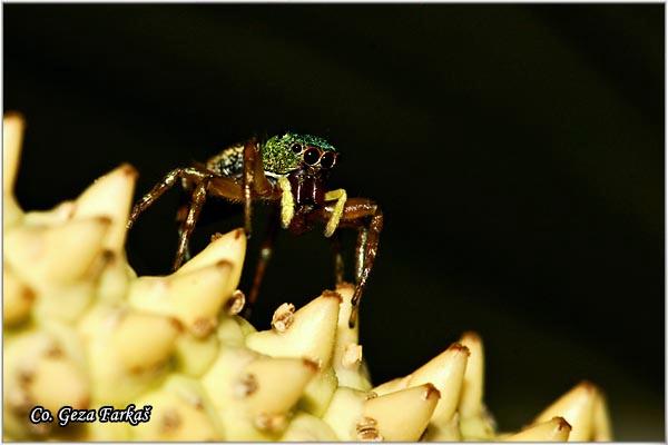 19_order_araneae.jpg - Spider, Order Araneae, Location: Tailand, Koh Phangan