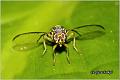 11_diptera