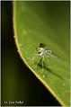 12_diptera