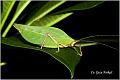 13_katydid