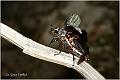 16_scarabaeidae