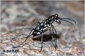 17_tiger_beetle