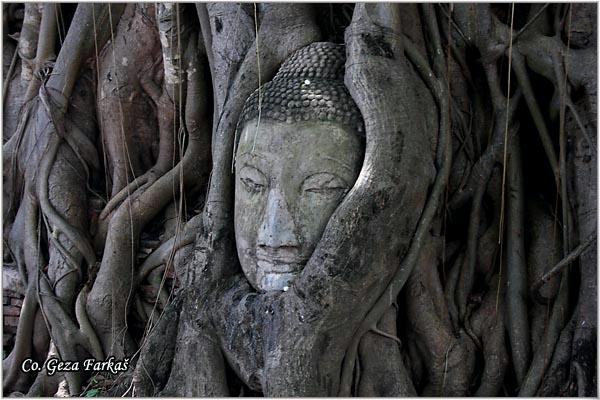 20_ayutthaya.jpg - Stone head of Buddha in Wat Prha Mahathat Temple, Location: Tailand,  Ayutthaya