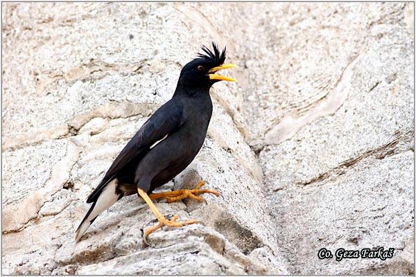 01_crested_myna.jpg - Crested myna, Acridotheres cristatellus, Location: Ayuthaya, Thailand