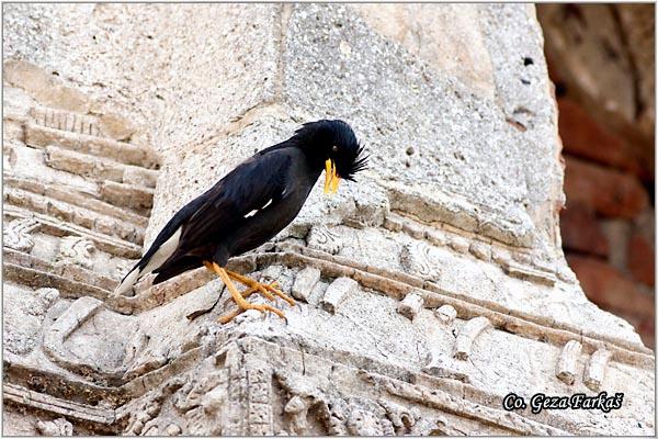 02_crested_myna.jpg - Crested myna, Acridotheres cristatellus, Location: Ayuthaya, Thailand