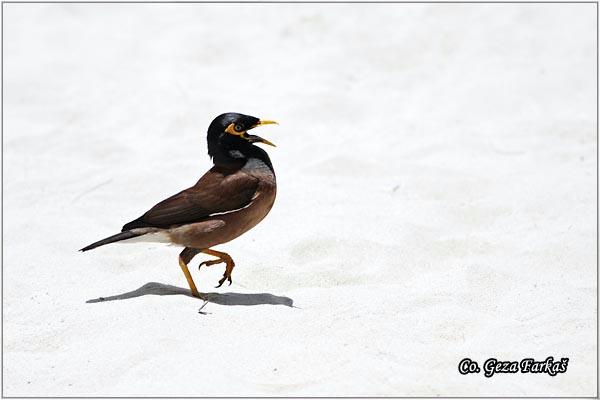 03_common_myna.jpg - Common Myna or Indian Myna, Acridotheres tristis, Location: Koh Phangan, Thailand