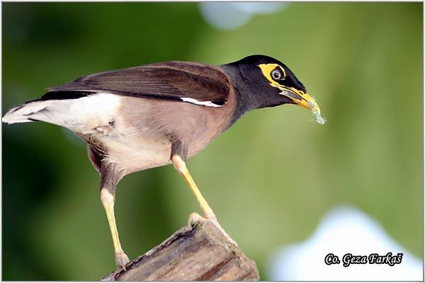 04_common_myna.jpg - Common Myna or Indian Myna, Acridotheres tristis, Location: Koh Phangan, Thailand