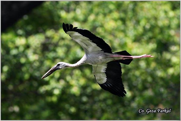 07_asian_openbill.jpg - Asian Openbill Stork, Anastomus oscitans, Location: Ayuthaya, Thailand