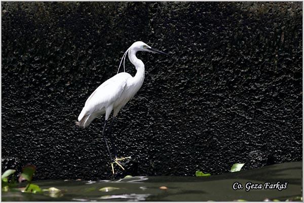 10_little_egret.jpg - Little Egret, Egretta garzetta, Location: Bangkok, Thailand