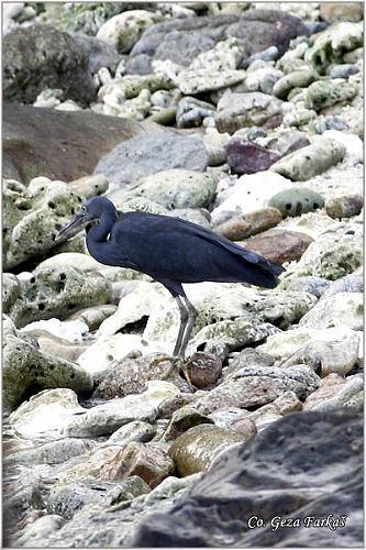 12_pacific_reef_egret.jpg - Pacific Reef Egret, Egretta sacra, Location: Koh Phangan, Thailand