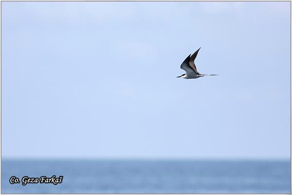 13_sooty_tern.jpg - Sooty Tern, Onychoprion fuscatus, Location: Koh Phangan, Thailand