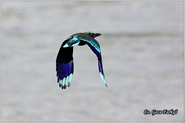 15_indian_roller.jpg - Indian Roller, Coracias benghalensis, Location: Koh Phangan, Thailand