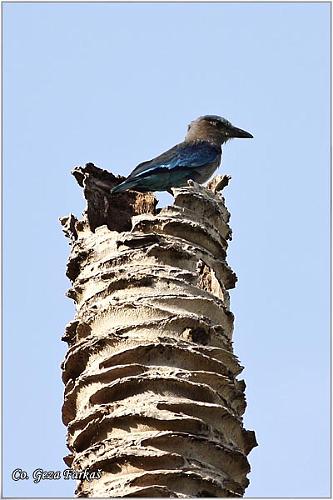 16_indian_roller.jpg - Indian Roller, Coracias benghalensis, Location: Koh Phangan, Thailand