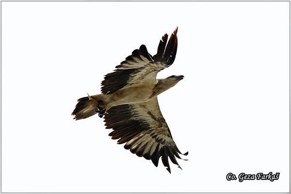 19_white-bellied_sea-eagle.jpg - White-bellied Sea-eagle, Haliaeetus leucogaster, Location: Koh Phangan, Thailand